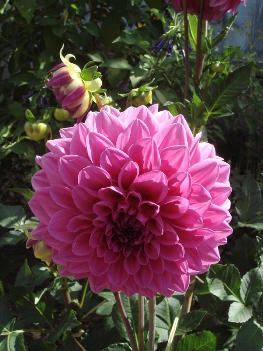 Dahlia x 'Paris 11'